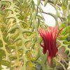 Cryptocereus_anthonyanus_Selenicereus_anthonyanus